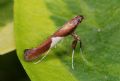 Caloptilia stigmatella